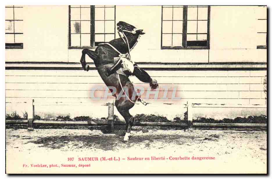 CPA Cheval Hippisme Saumur Sauteur en liberte Courbette dangereuse