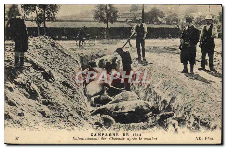 Entierro de caballos después de la batalla — Campaña de 1914 — ND. Fot.