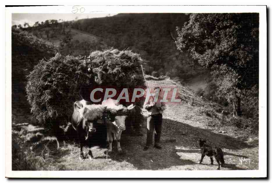 CPA Folklore Cote Basque Saint Jean de Luz Attelage basque