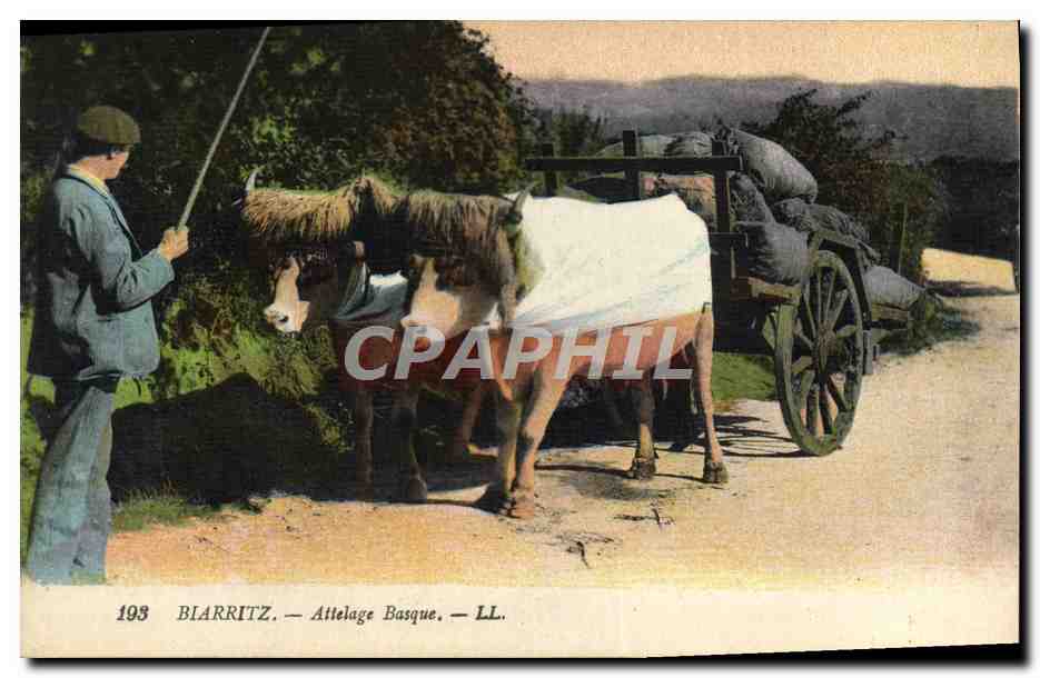CPA Folklore Biarritz Attelage basque Boeufs 