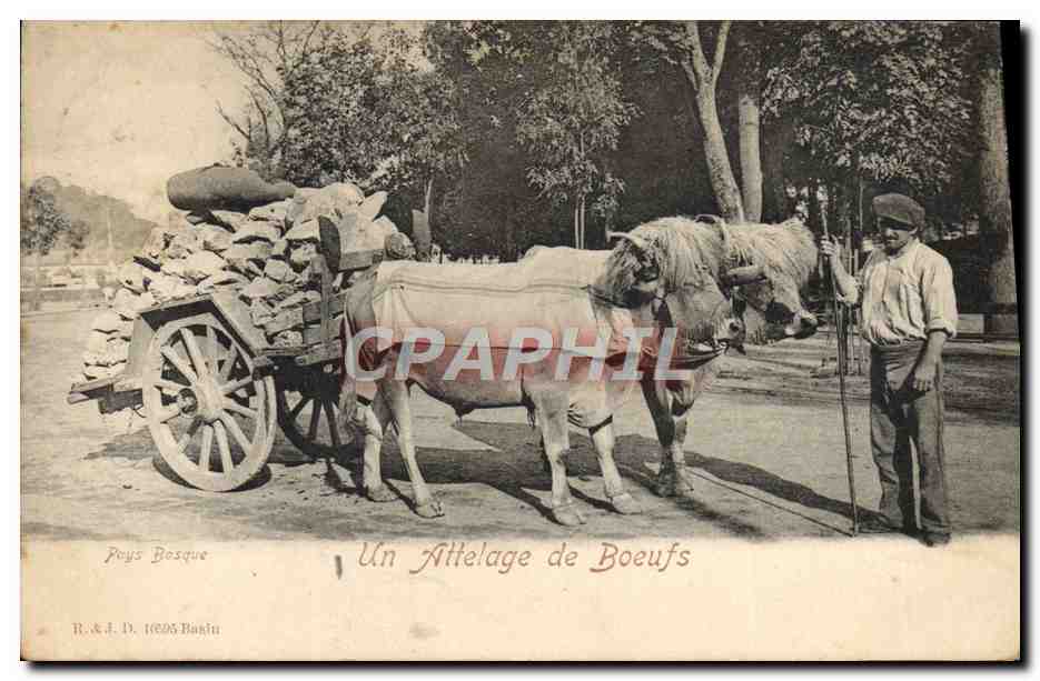 CPA Folklore Un attelage de boeufs 