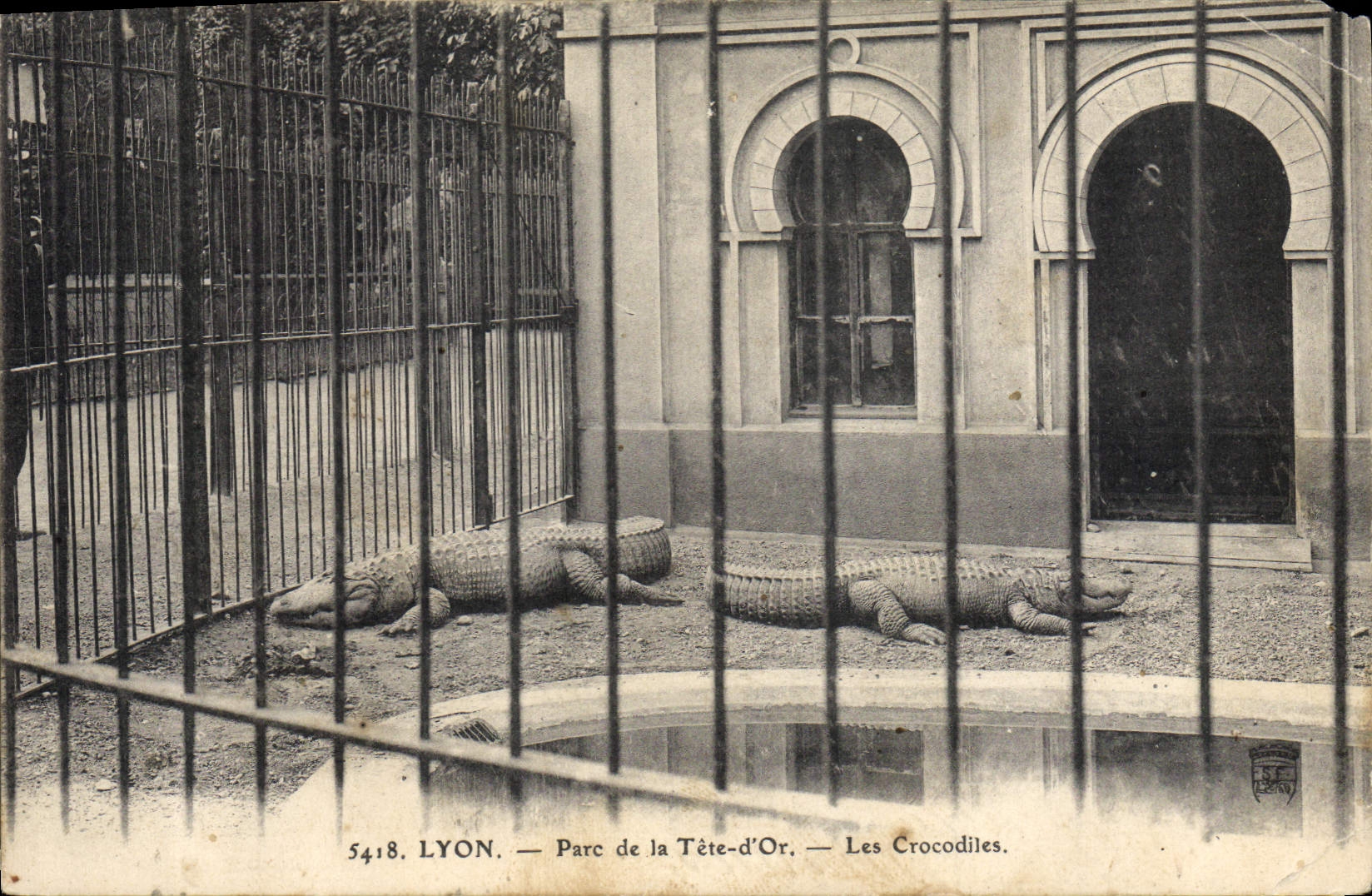 CPA Lyon Parc de la Tete d'or Les Crocodiles