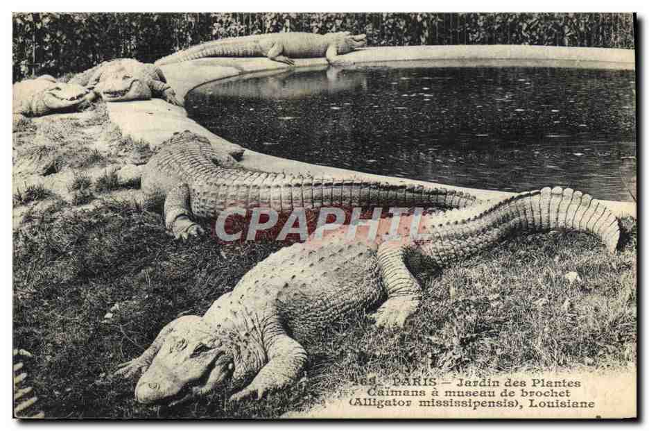 Caimans — Jardin des Plantes — Paris