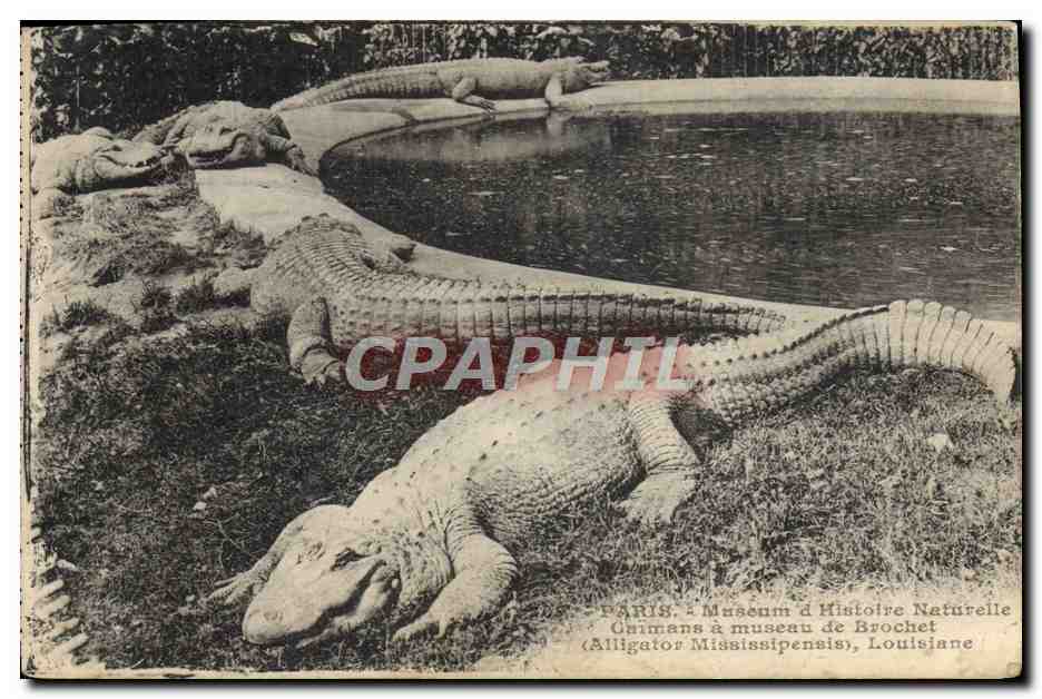 Alligators Mississipensis — Musée d'Histoire Naturelle de Paris — Édition Boulede, 86, Paris (5e)