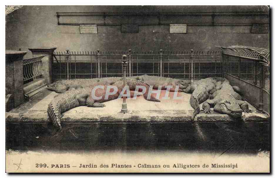 CPA Paris Jardin des plantes Caimans ou alligators de Mississipi