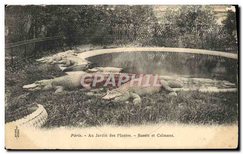 Paris - Au Jardin des Plantes - Bassin et Caimans - Éditeur : Béroud, n° 134