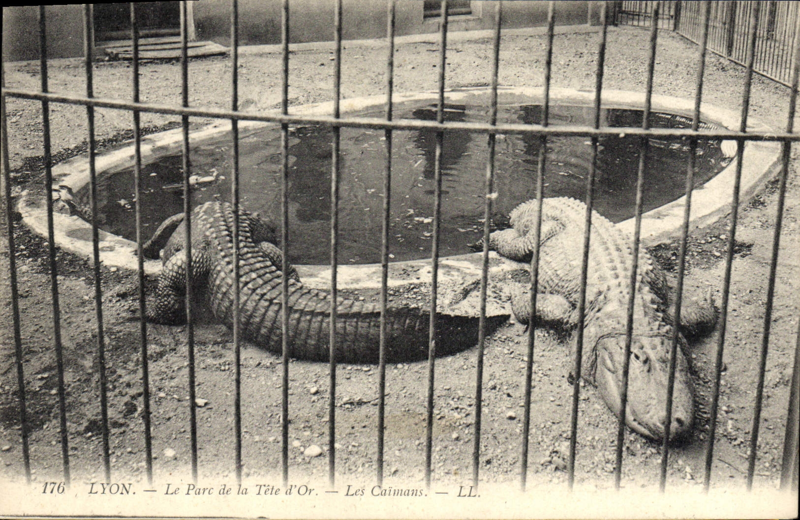 CPA Lyon Le Parc de la Tete d'Or Les caimans Crocodile
