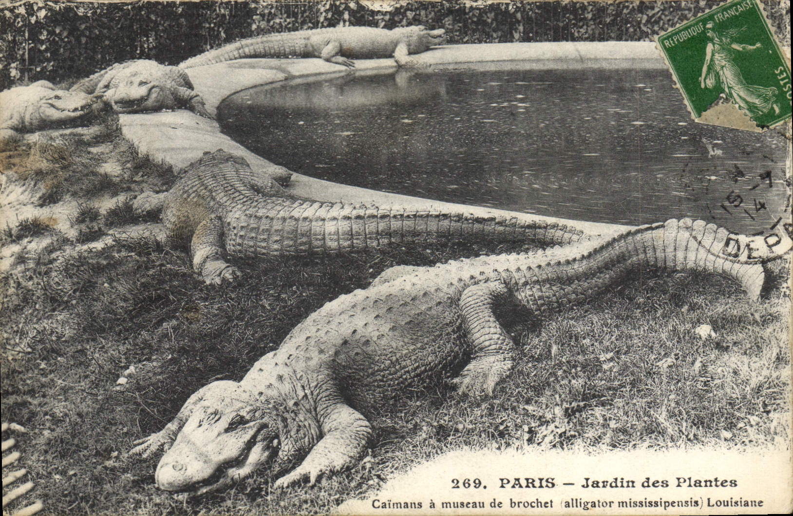 Caïmans à musée de brochet (alligator mississipensis) Louisiane — Paris — Jardin des Plantes — n° 269