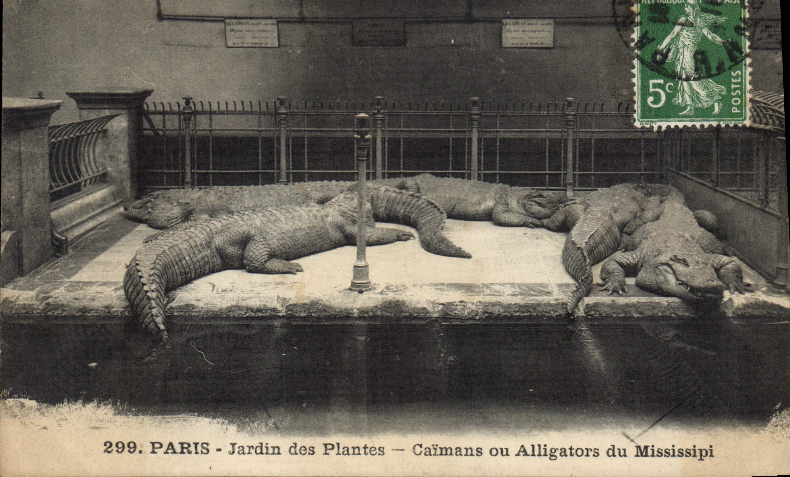 CPA Paris Jardin des plantes Caimans ou alligators du Mississipi 