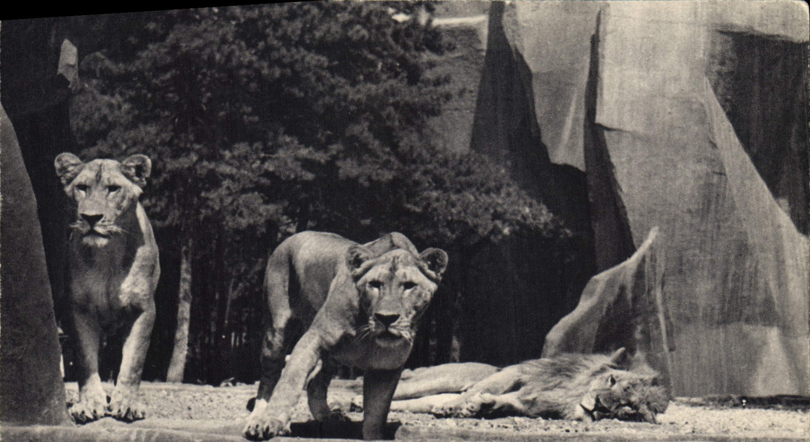 CPA Parc zoologique du Bois de Vincennes Paris lion et lionnes sur leur plateau