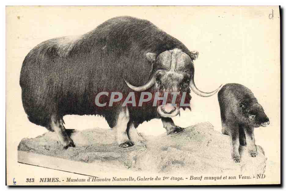 CPA Nimes Museum d'Histoire naturelle Galerie du 1er etage Boeuf musque et son veau 