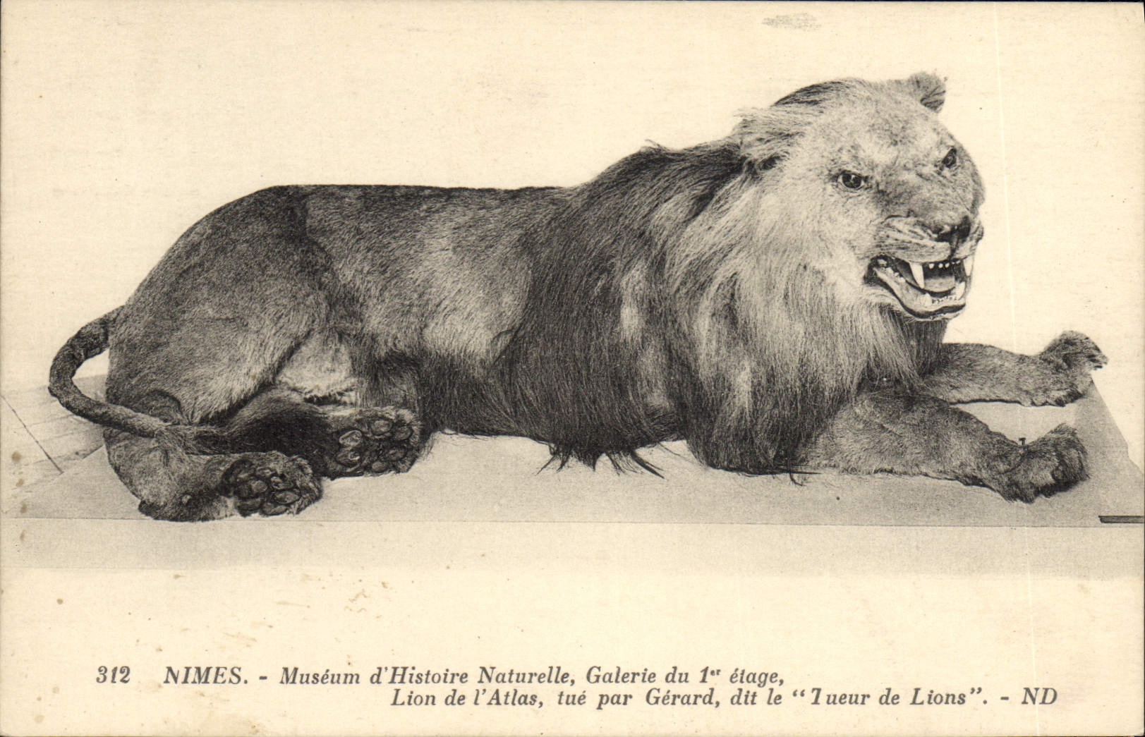 CPA Nimes Museum d'histoire naturelle Lion de l'Atlas tue par Gerard Tueur de lions