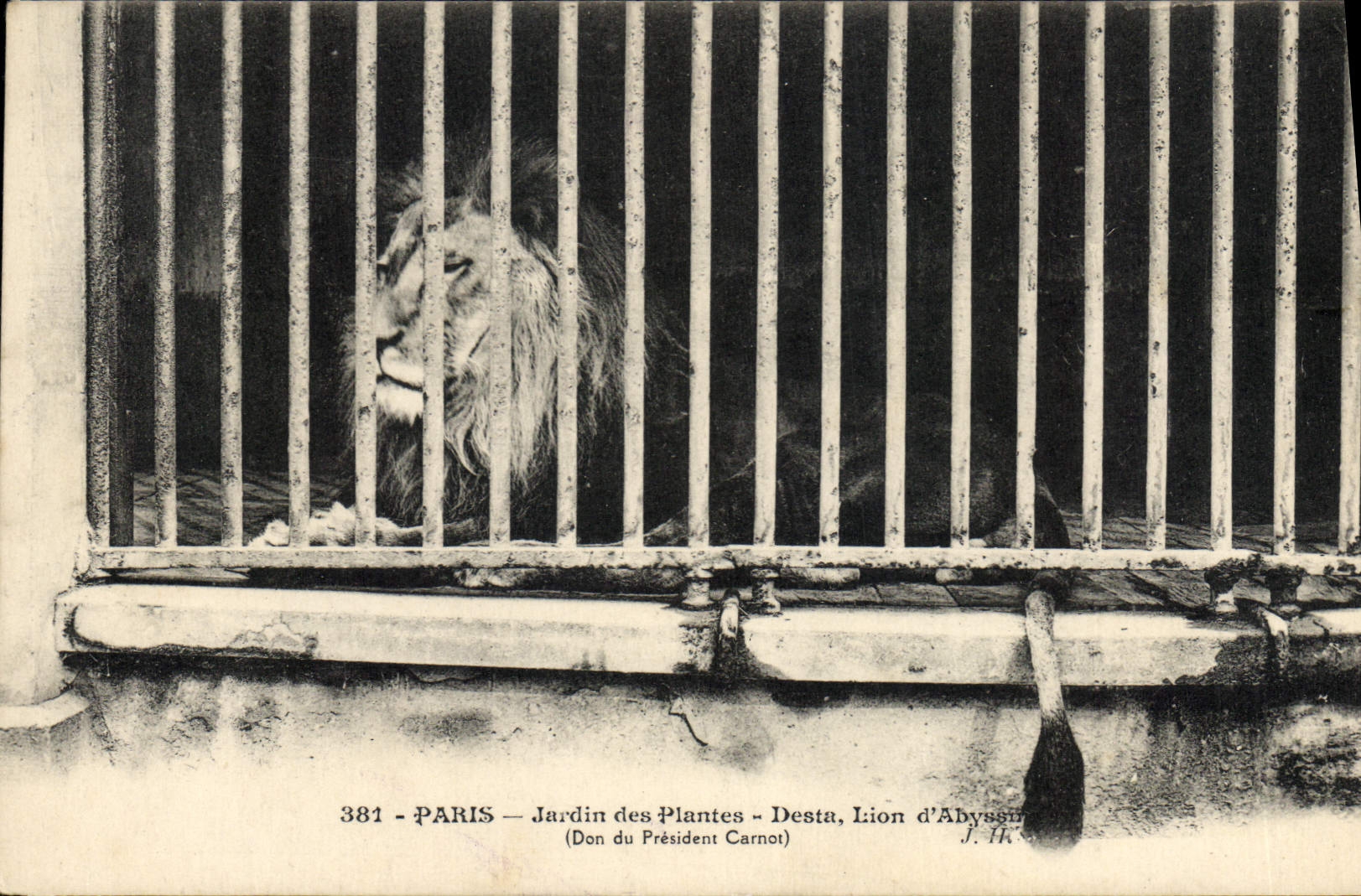 Lion d'Abyssinie — Jardin des Plantes — Don du Président Carnot