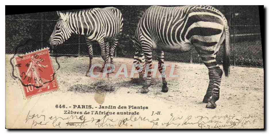 Zèbres de l'Afrique australe — Jardin des Plantes, Paris — J.-H. éditeur, n° 646