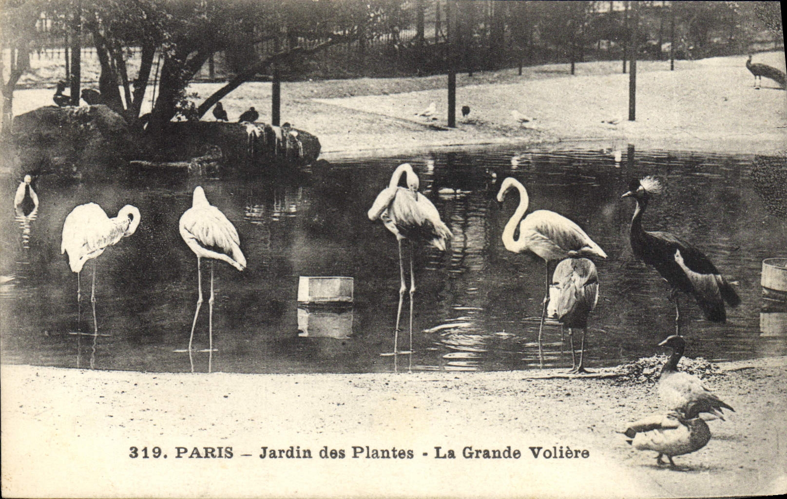 PARIS – Jardin des Plantes – La Grande Volière — n° 319
