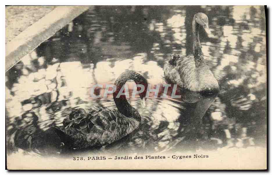 Paris - Jardin des Plantes - Cygnes Noirs — CPAPHIL n°378