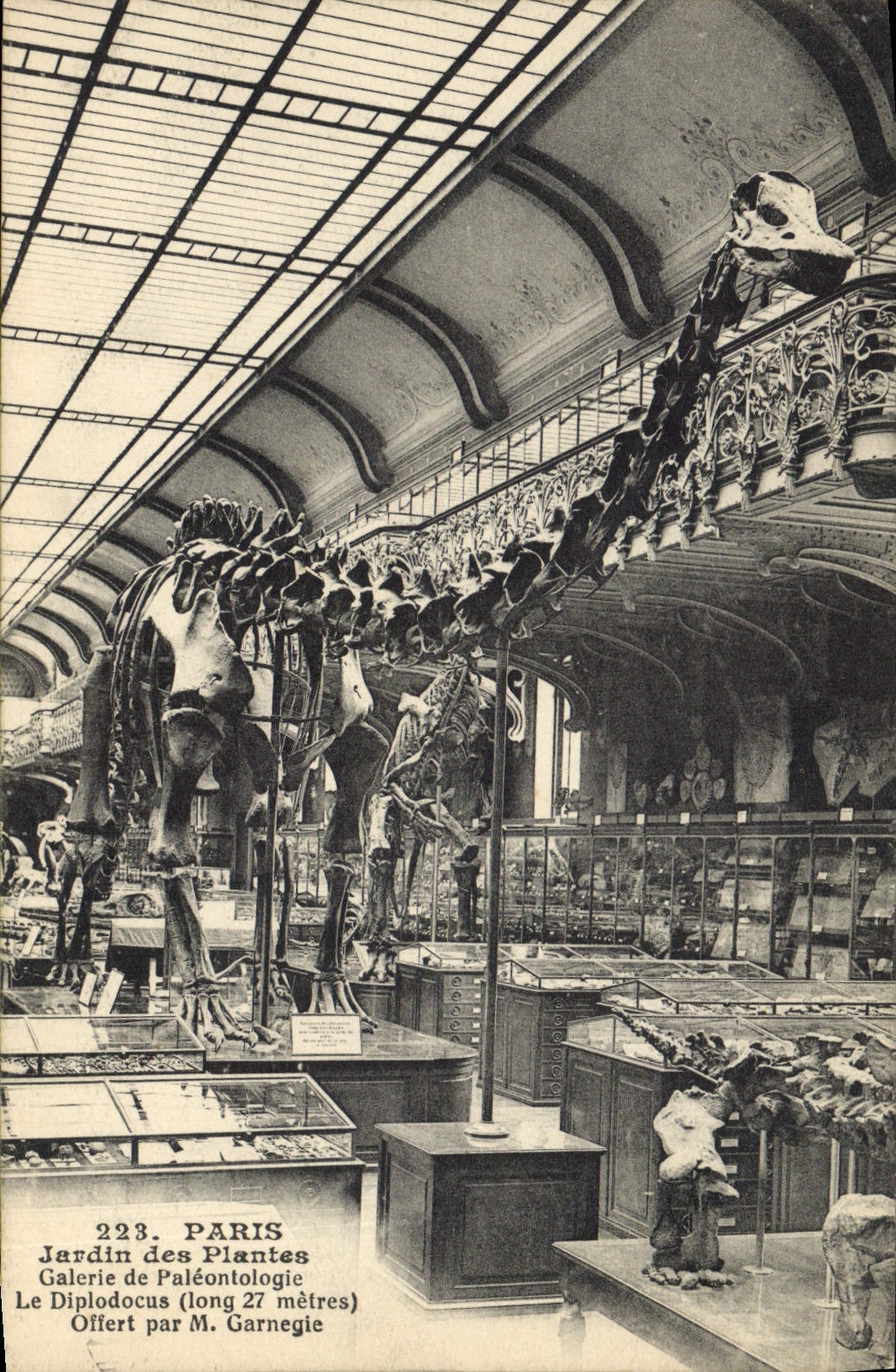 Diplodocus — Galerie de Paléontologie — Jardin des Plantes, Paris