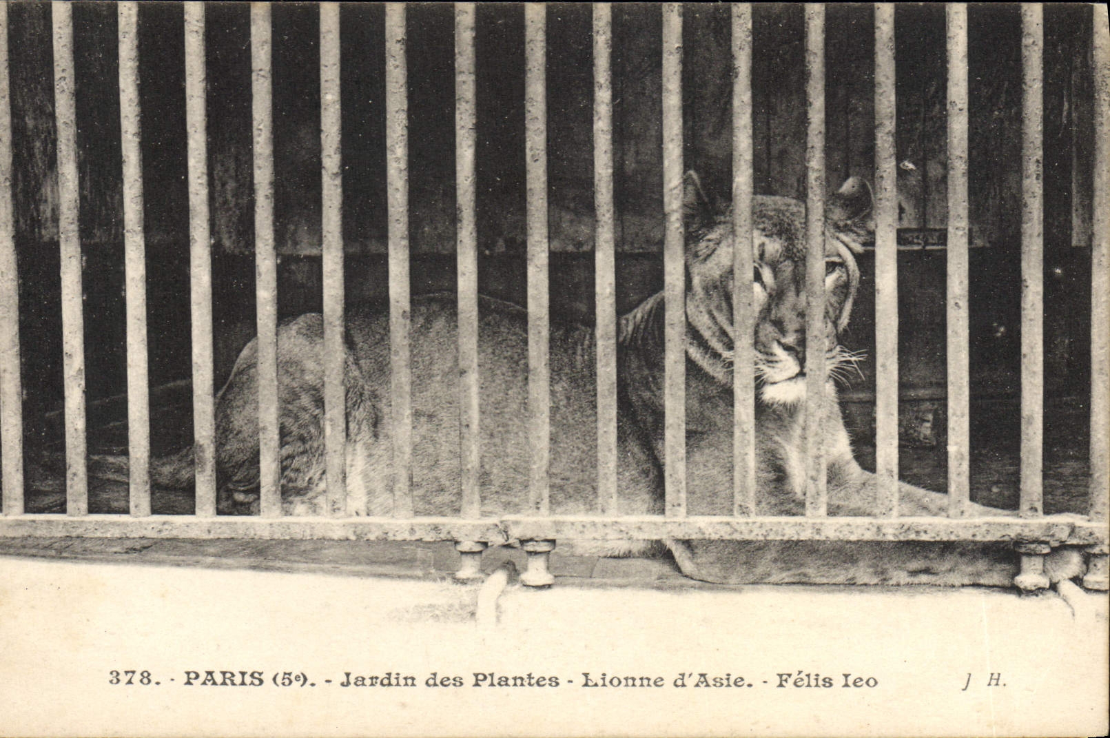 Paris (5e) - Jardin des Plantes - Lionne d'Asie - Félis Ieo