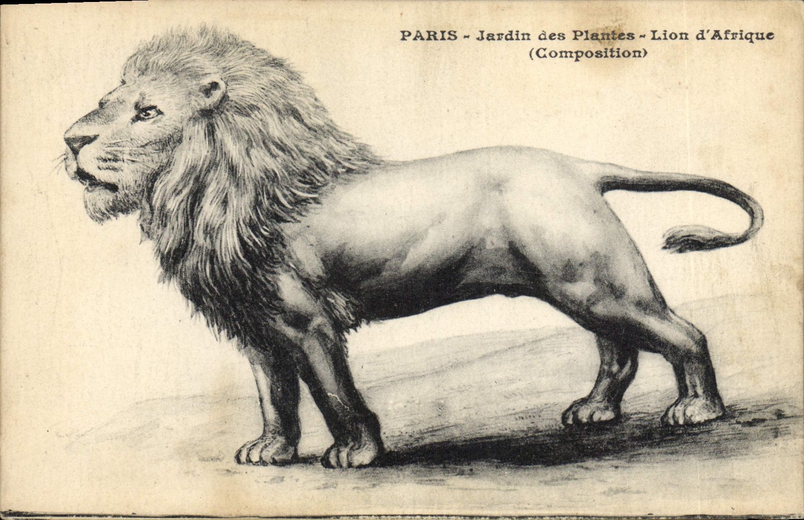 CPA Paris Jardin des plantes Lion d'Afrique 