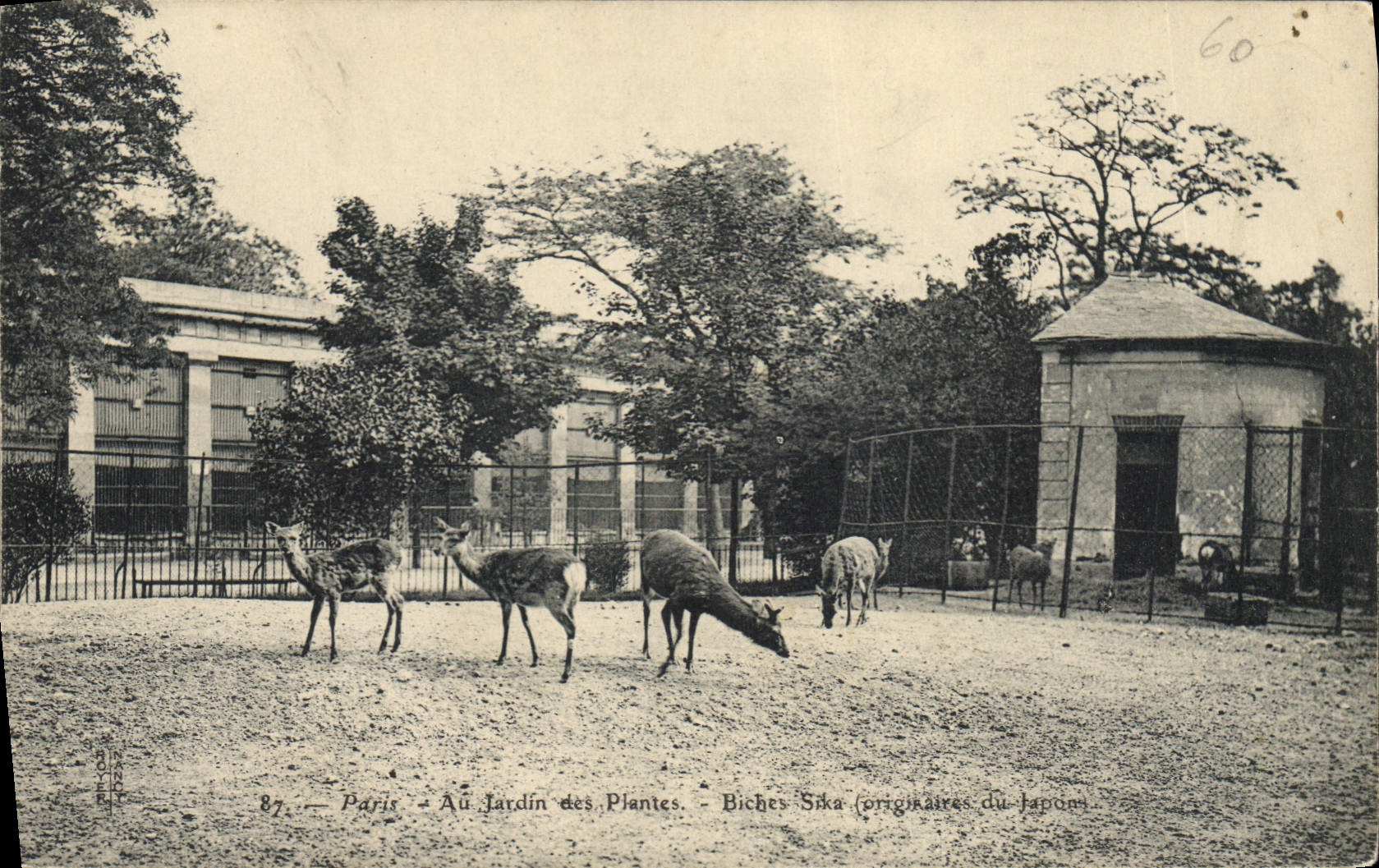 Paris — Au Jardin des Plantes — Biches Sika (originaires du Japon)