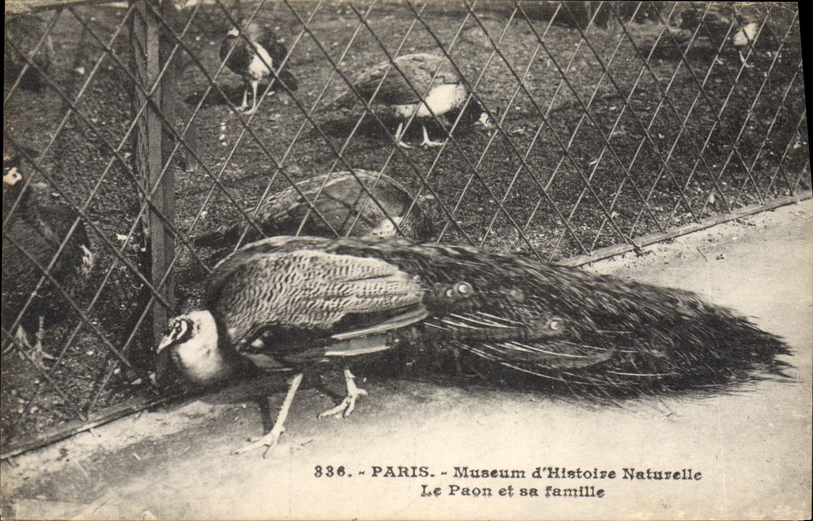 CPA Paris Museum d'Histoire Naturelle Le paon et sa famille 