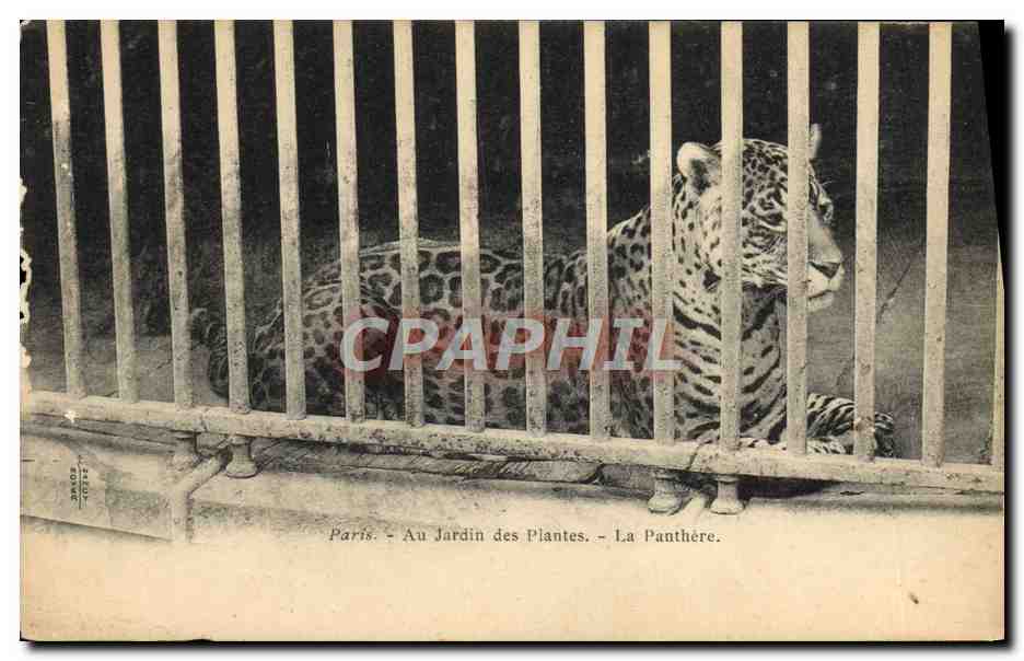 Paris - Au Jardin des Plantes - La Panthère