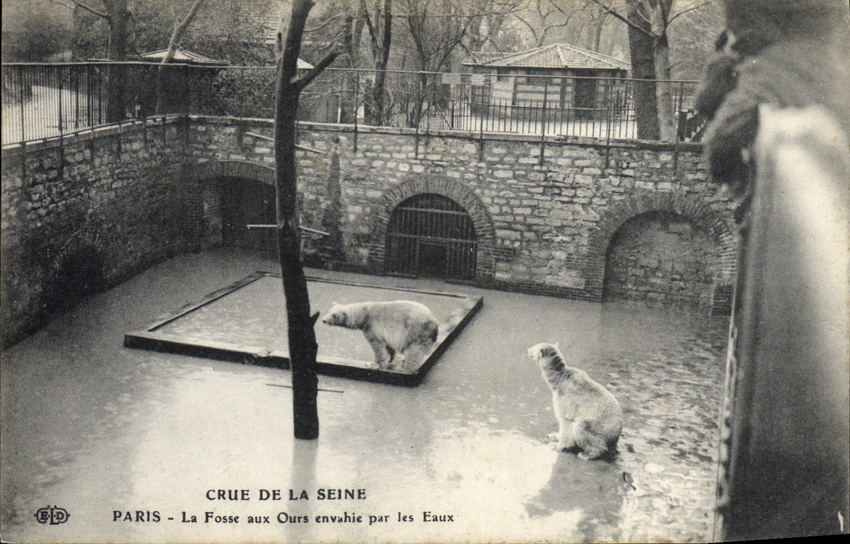 CPA Paris Crue de la Seine La fosse aux ours envahie par les eaux 