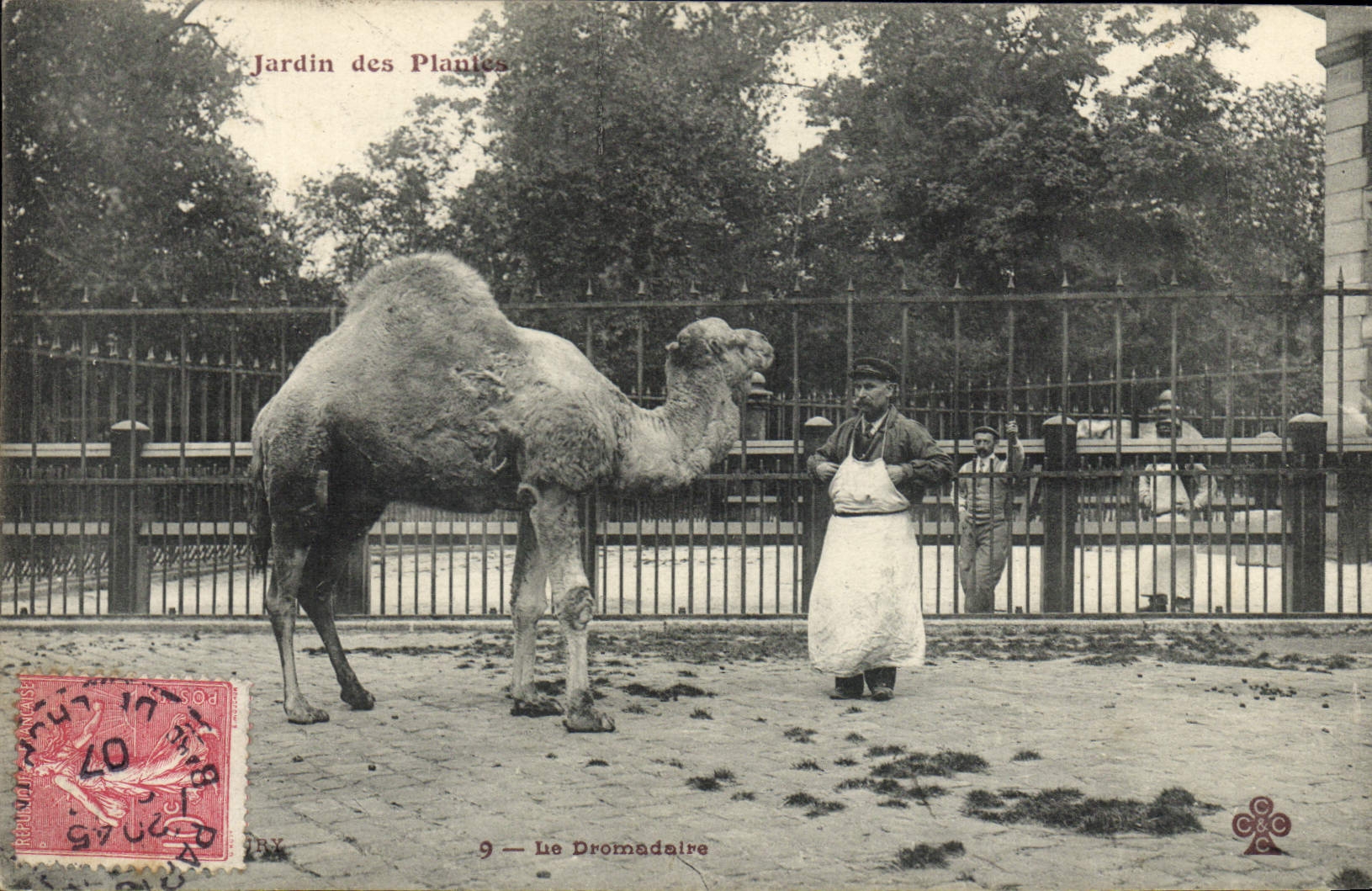 Jardin des Plantes — Dromadaire — Éditeur anonyme, n°9