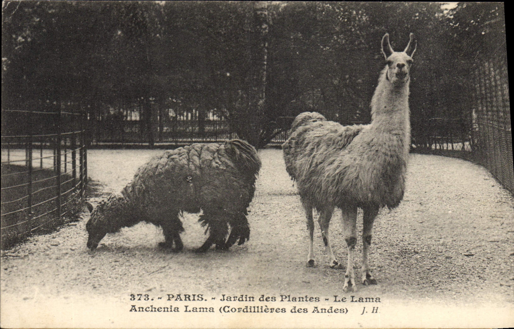Lama — Jardin des Plantes, Paris — J.H. n°373