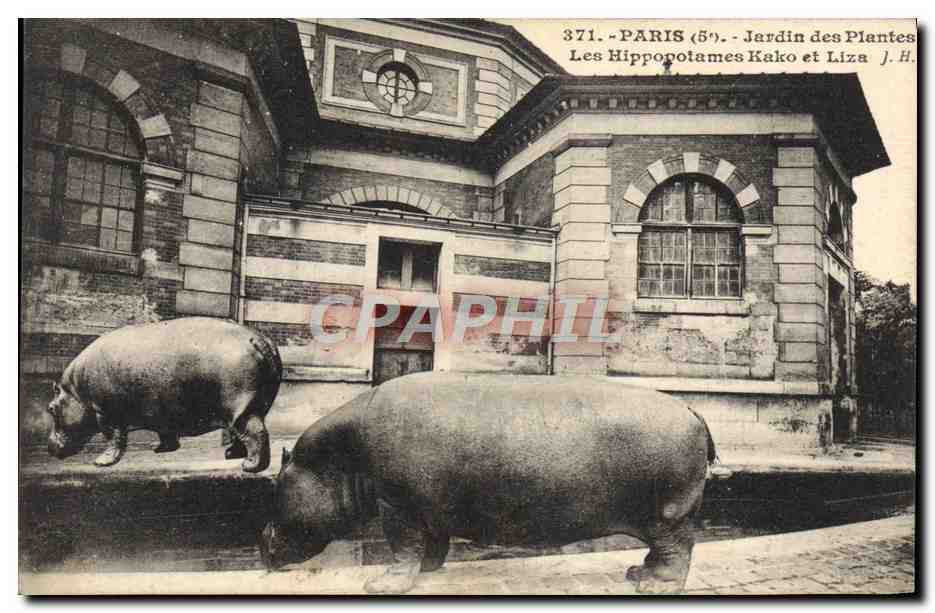 Paris (5e) - Jardin des Plantes - Les Hippopotames Kako et Liza J.H.