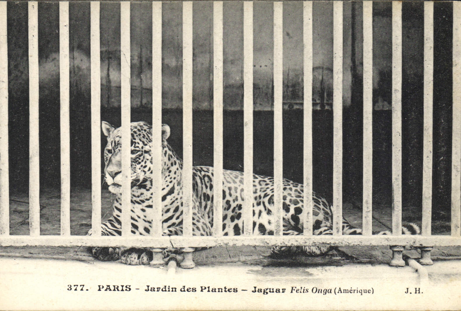 Jaguar Felis Onga (Amérique) — Jardin des Plantes — n°377 — J.H.