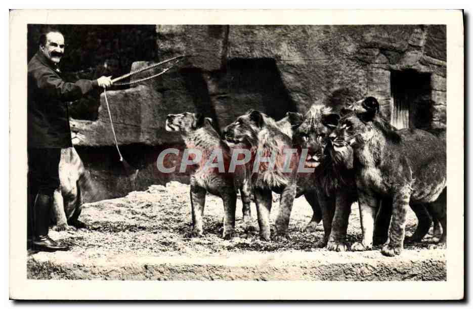 CPA Zoo Parc zoologique du Bois de Vincennes Paris Un groupe de lions devant leur gardien