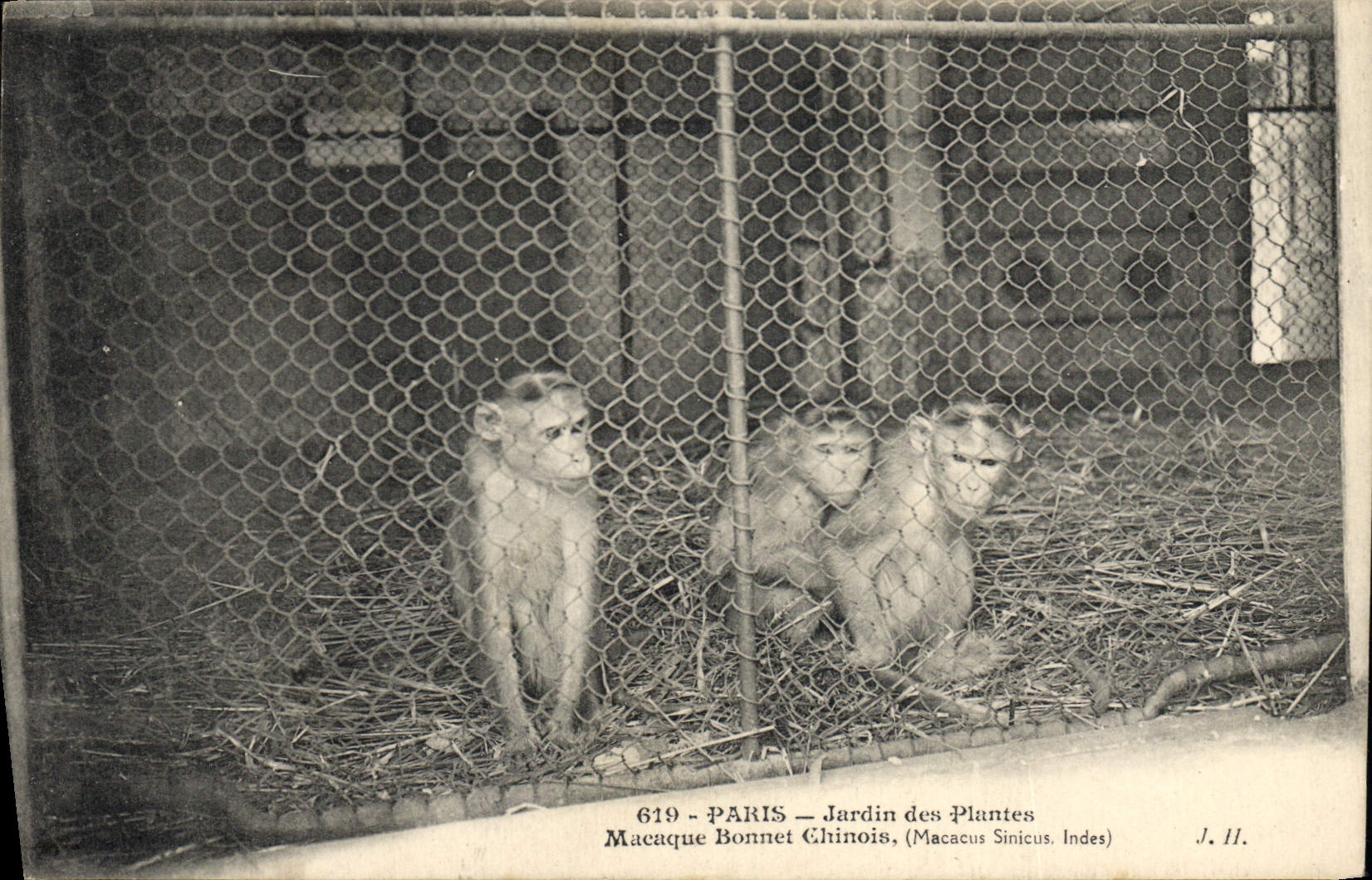 Paris — Jardin des Plantes — Macaque Bonnet Chinoise (Macacus Sinicus, Indes)