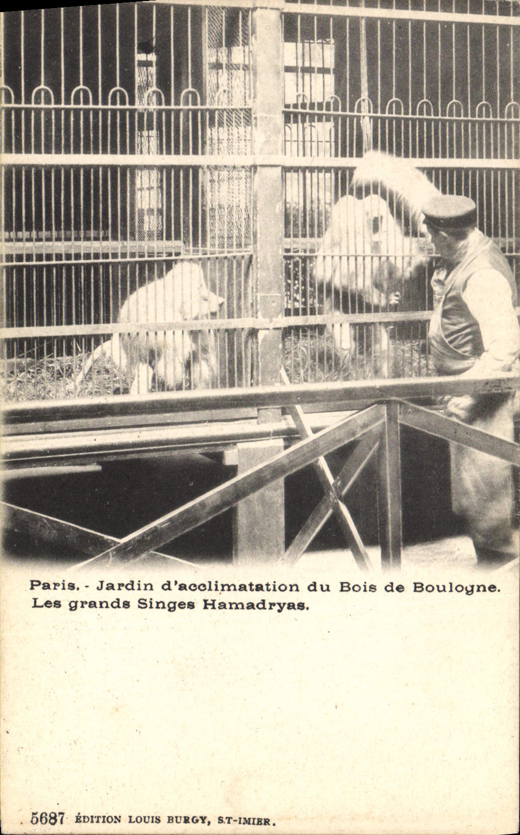 Les grands Singes Hamadryas — Jardin d'acclimatation du Bois de Boulogne — Édition Louis Burgy, ST-IMIER, n° 5697