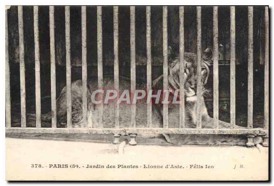Paris (59) - Jardin des Plantes - Lionne d'Asie - Félis Ieo