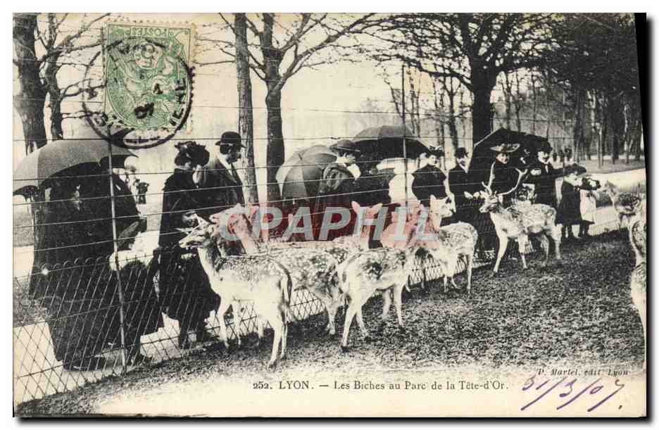LYON — Les Biches au Parc de la Tête-d'Or — P. Martel, edit. Lyon