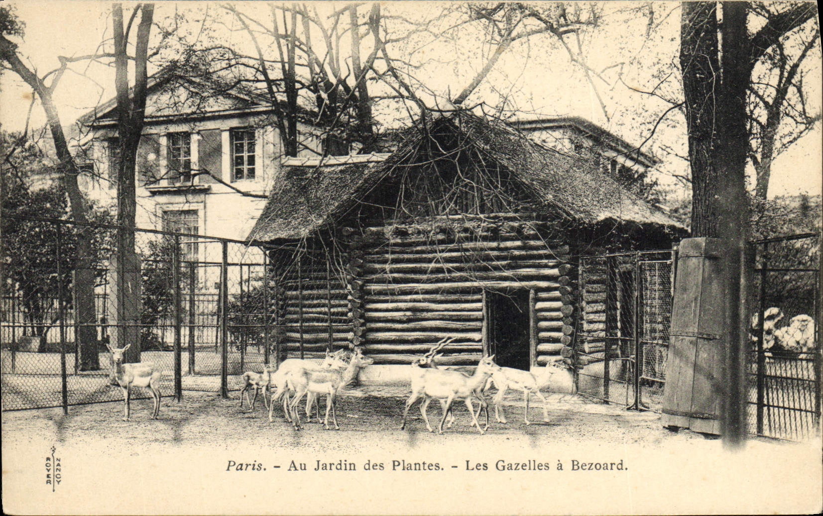 Paris - Au Jardin des Plantes - Les Gazelles à Bezoard - Nancy