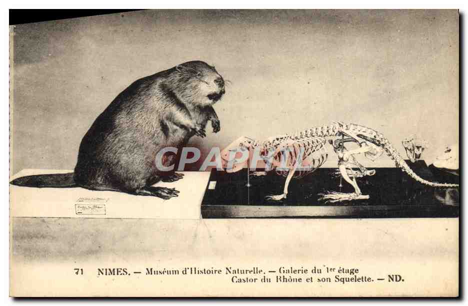 CPA Zoo Nimes Museum d'histoire naturelle Castor du Rhone et son squelette