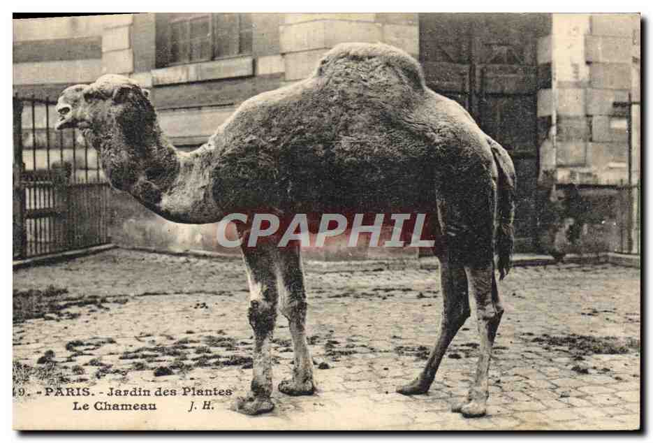 Paris - Jardin des Plantes - Le Chameau — J. H.