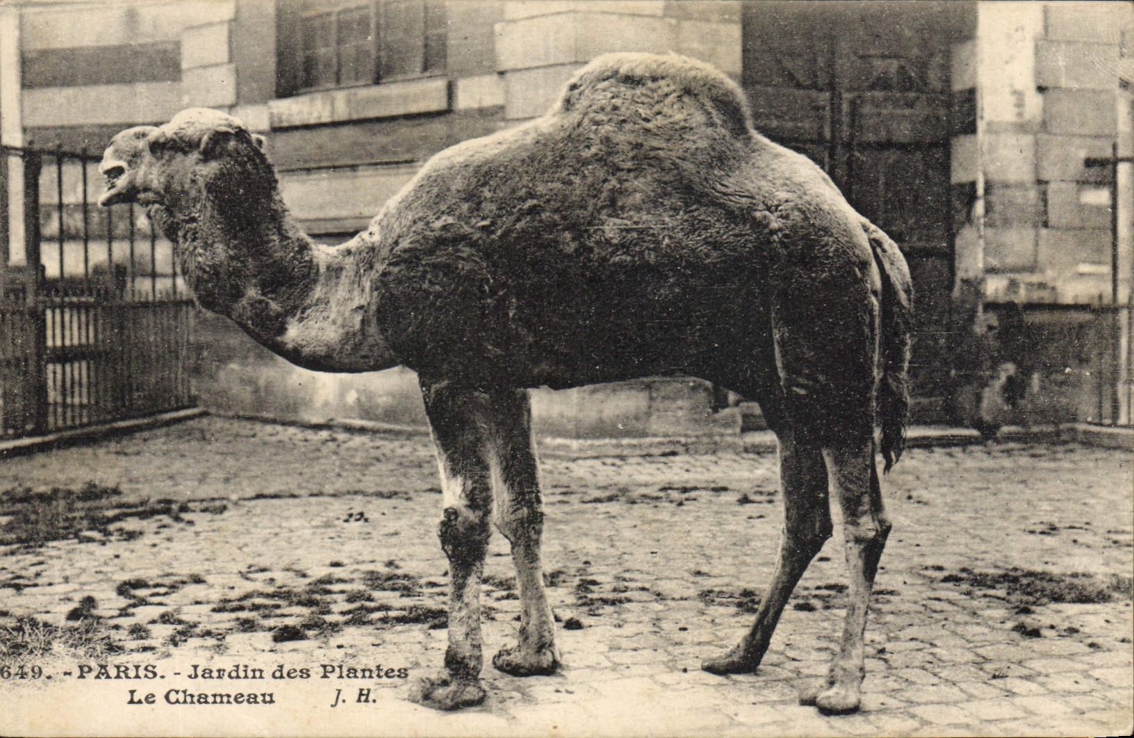 Paris - Jardin des Plantes - Le Chameau — J. H.