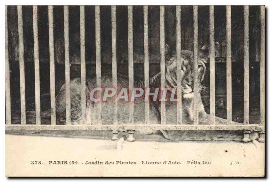 Jardin des Plantes - Lionne d'Asie - Félix Ieo — J.H. n°378