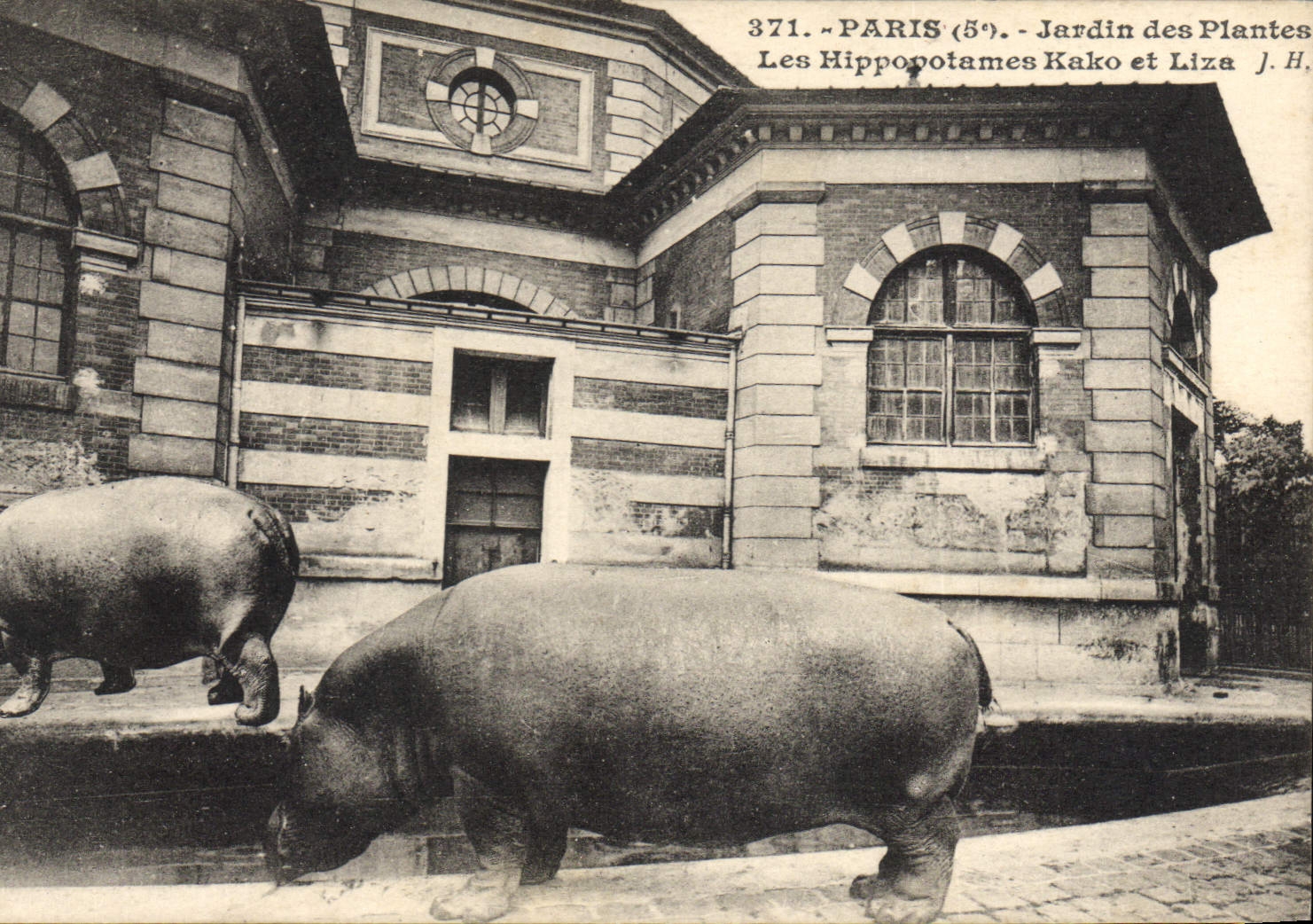 Paris (5e) - Jardin des Plantes - Les Hippopotames Kako et Liza