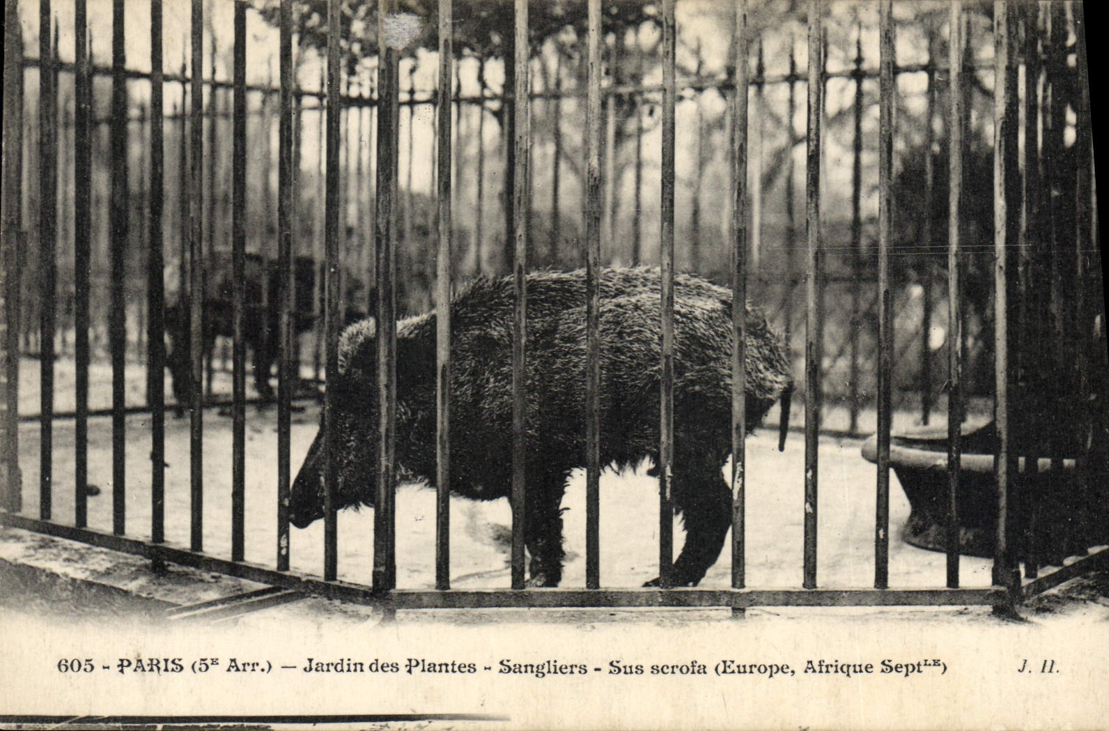 Sangliers — Jardin des Plantes — Paris (5e Arr.) — J. II.