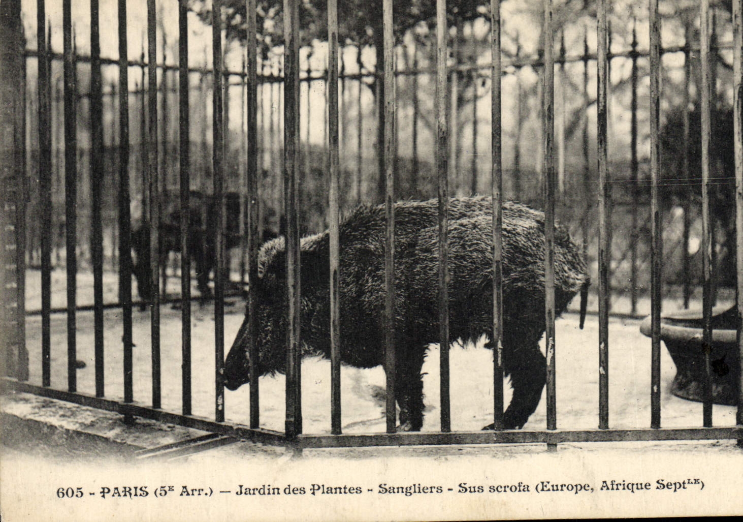 Sangliers - Sus scrofa (Europe, Afrique Sept.) — Jardin des Plantes, Paris (5e Arr.) — n°605
