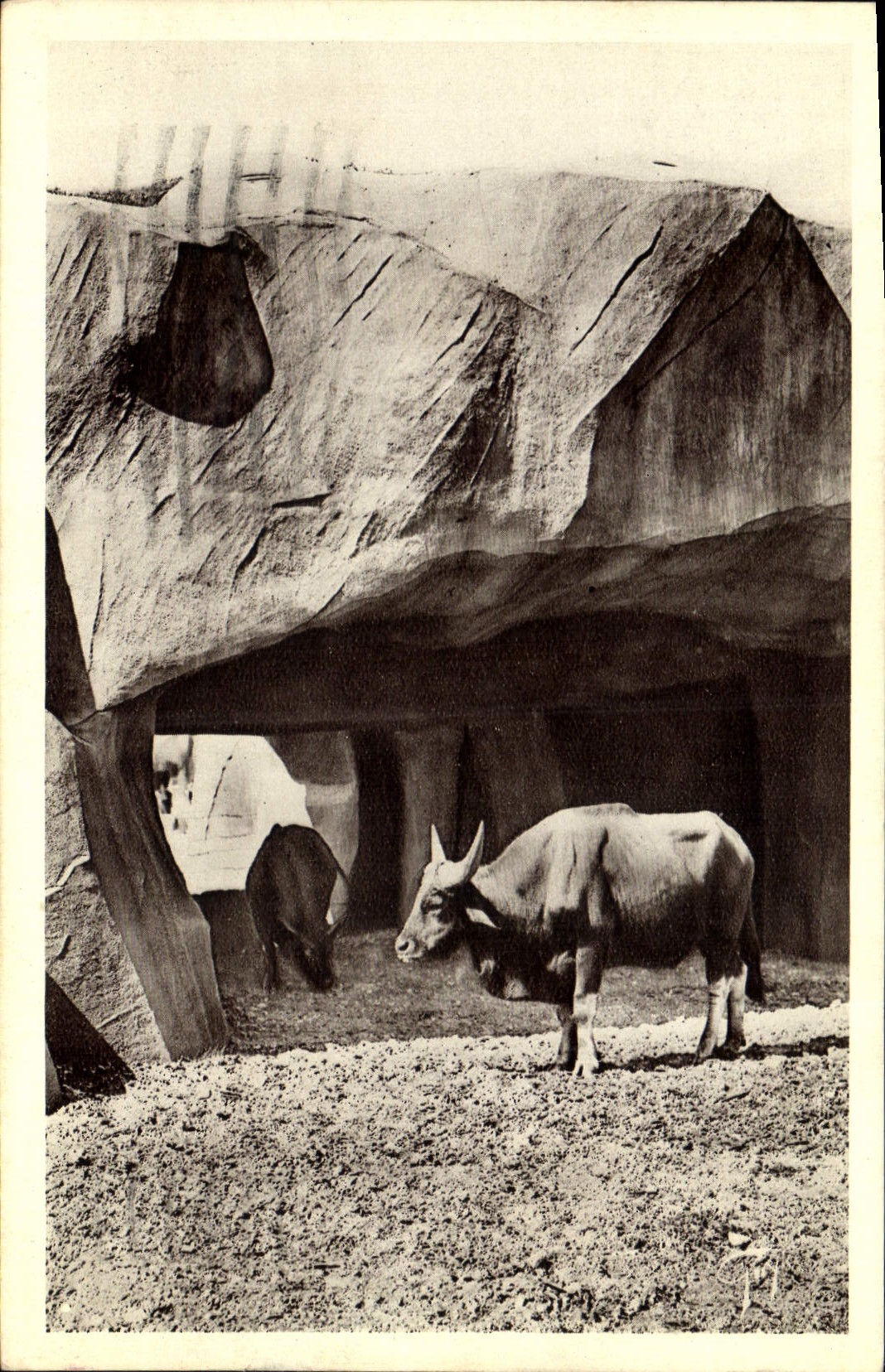 CPA Zoo Paris Jardin zoologique de Vincennes Les buffles