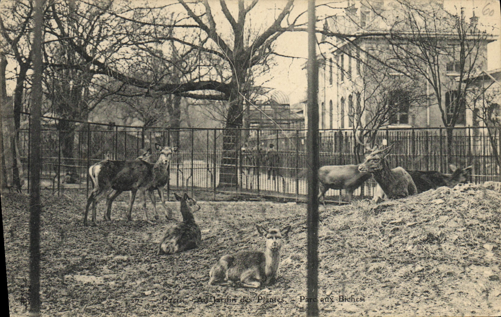 Paris — Jardin des Plantes — Parc aux Biches — éditeur non identifié, n° de série 60
