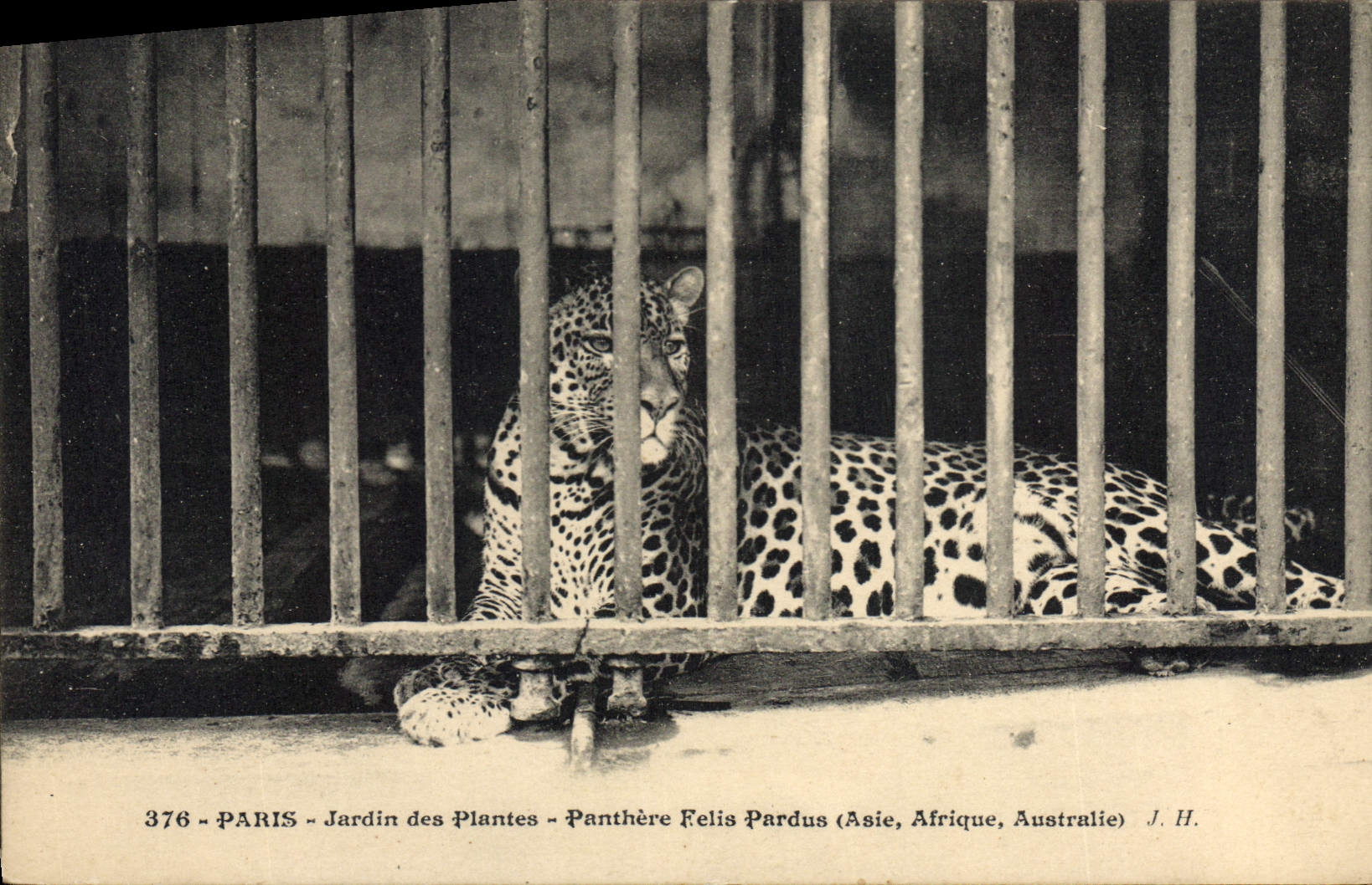 Panthere Felis Pardus — Jardin des Plantes — J. H.