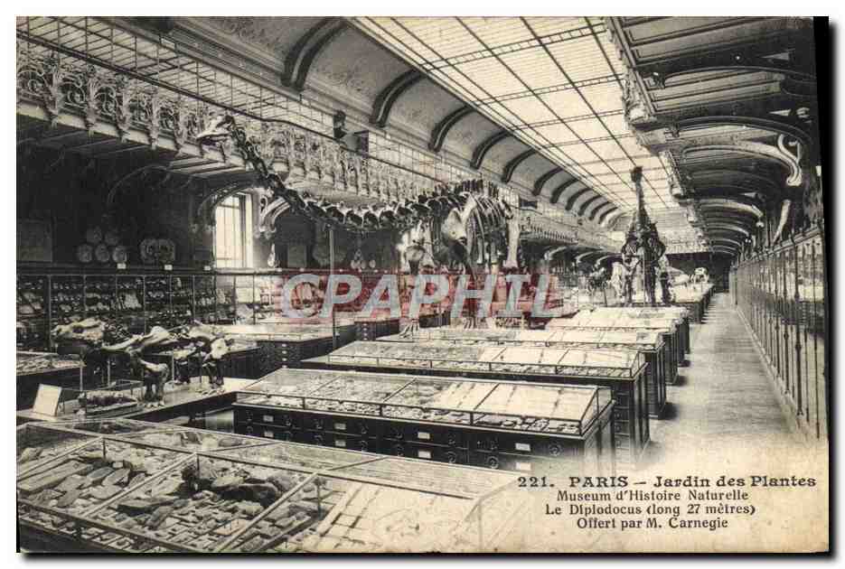 CPA Zoo Paris Jardin des plantes Museum d'Histoire Naturelle Le diplodocus Carnegie Dinosaure