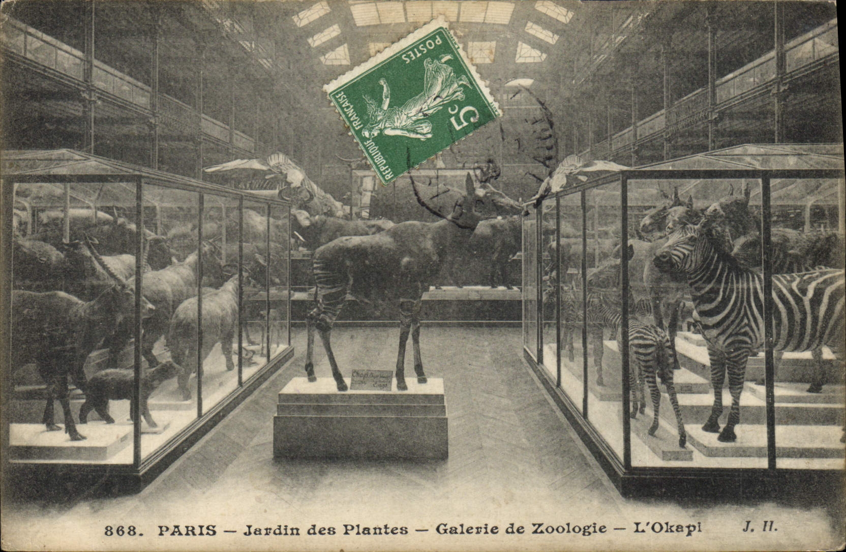 PARIS — Jardin des Plantes — Galerie de Zoologie — L’Okapi