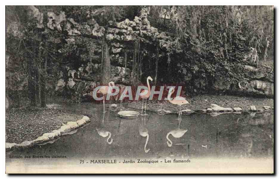 Marseille - Jardin Zoologique - Les flamands